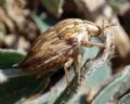 Odontotaarsus caudatus